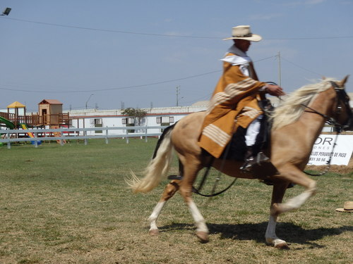 Peruvian Step Horse Show.